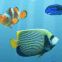 Des poissons nagent dans votre écran